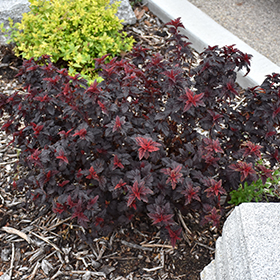 Plant Photo 4