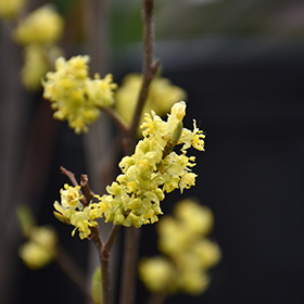 Plant Photo 4