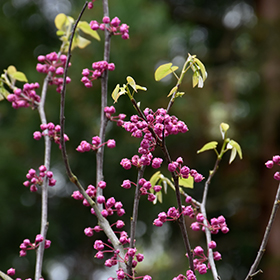 Plant Photo 8