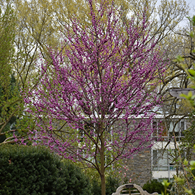 Plant Photo 5