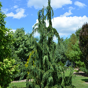Plant Photo 2