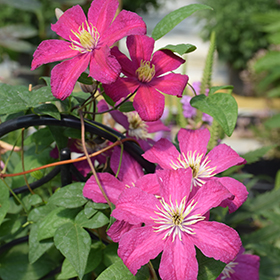 Plant Photo 1