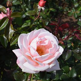 Plant Photo 8