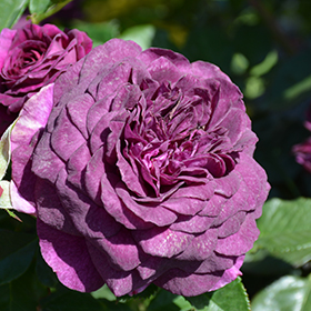 Plant Photo 9