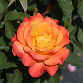 Plant Photo 2