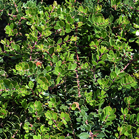 Plant Photo 10