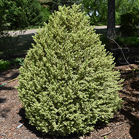 Plant Photo 5