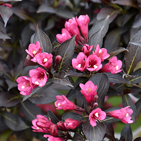 Plant Photo 4