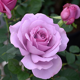 Plant Photo 1
