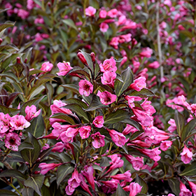 Plant Photo 5
