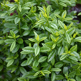 Straight Talk Privet (Ligustrum vulgare 'Swift') in Salt Lake City, Utah  (UT) at Millcreek Gardens