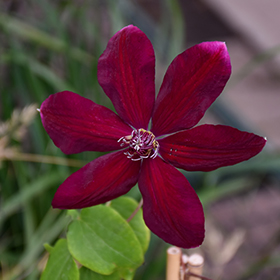 Plant Photo 10
