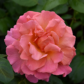 Plant Photo 8