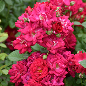 Plant Photo 5