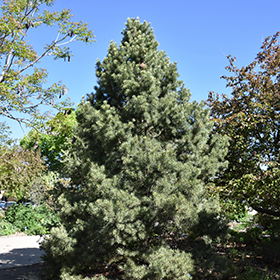 Plant Photo 4