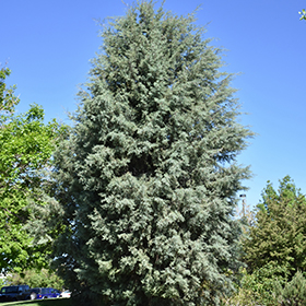 Plant Photo 10