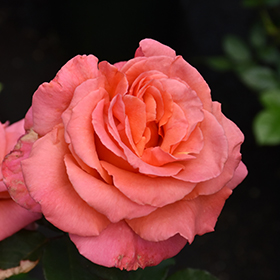 Plant Photo 9