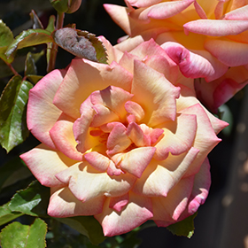 Plant Photo 8