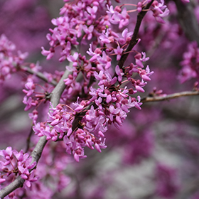 Plant Photo 6