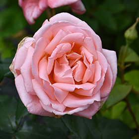 New Zealand Rose (Rosa 'MACgenev') in Salt Lake City, Utah (UT) at