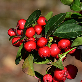 Plant Photo 3