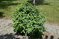 Borealis Honeyberry (Lonicera caerulea 'Borealis') in Salt Lake City, Utah  (UT) at Millcreek Gardens