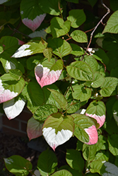 Arctic Beauty Kiwi (Actinidia kolomikta 'Arctic Beauty') in Salt