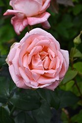 New Zealand Rose (Rosa 'MACgenev') in Salt Lake City, Utah (UT) at