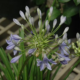 lily pond flower Giant Victoria Waterlily For Sale Cruziana Species|Pond Plants on Sale –  Pond Megastore main image 0
