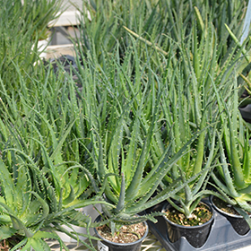 Aloe Vera (Aloe barbadensis) in Salt Lake City, Utah (UT) at Millcreek  Gardens