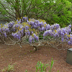 Japanese Wisteria (Wisteria japonica) in Salt Lake City, Utah (UT) at  Millcreek Gardens