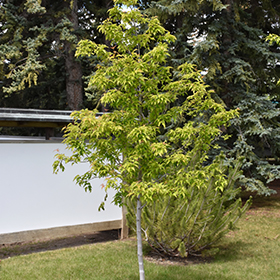 Amur Maple (tree form) (Acer ginnala '(tree form)') in Salt Lake