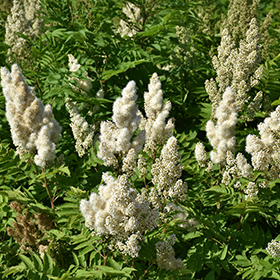 False Spirea (Sorbaria sorbifolia) in Salt Lake City, Utah (UT) at  Millcreek Gardens