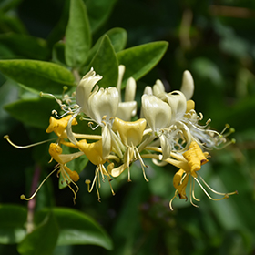 Scentsation Honeysuckle (Lonicera periclymenum 'Scentsation') in Salt Lake  City, Utah (UT) at Millcreek Gardens