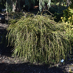 Whipcord Arborvitae (Thuja plicata 'Whipcord') in Salt Lake City, Utah (UT)  at Millcreek Gardens
