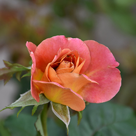 Rosie The Riveter Rose (Rosa 'WEKzazou') in Salt Lake City, Utah