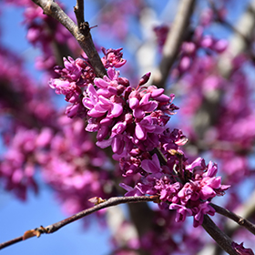 Eastern Redbud Tree Live Plant - 8-16" Tall Seedling In Quart Pot, Cercis Canadensis (Zones 4-9)