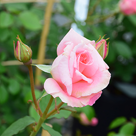 PEARLY GATES - PINK Pearly Gates – Weeks Roses
