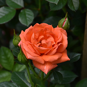 All a'Twitter Rose (Rosa 'WEKcofbunk') in Salt Lake City, Utah (UT