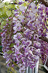wisteria  83556-