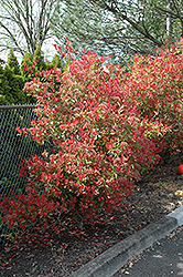 Fraser Photinia (Photinia x fraseri) in Salt Lake City, Utah (UT) at  Millcreek Gardens