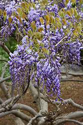 Japanese Wisteria (Wisteria japonica) in Salt Lake City, Utah (UT
