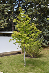 Amur Maple (tree form) (Acer ginnala '(tree form)') in Salt Lake