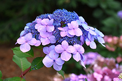 ♡Hydrangea4936さま♡ Schizophragma Flirty Girl® – Hydrangeas Plus