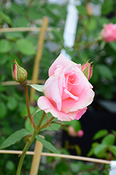 PEARLY GATES - PINKです Spring Hill Nurseries Pink Flowering Pearly Gates Climbing