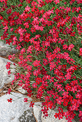 Flashing Light Maiden Pinks (Dianthus deltoides 'Flashing Light