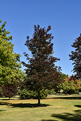 Crimson Sunset Maple (Acer 'JFS-KW202') in Salt Lake City, Utah