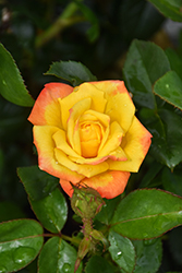 ROSE GROUND WORK フローラルラグ Nicole Carol Miller Potted Rose Bush - Grace Rose Farm