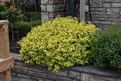 Canadale Gold Wintercreeper (Euonymus fortunei 'Canadale Gold') in